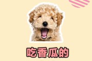 小泰迪的水果食谱（了解小泰迪最喜欢吃的水果种类和营养好处）