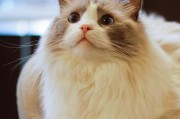猫薄荷（揭秘猫薄荷对猫的神奇魅力，让你的宠物爱上它）