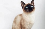 选择适合自己的猫咪品种（如何根据个人条件选择养猫的最佳品种）