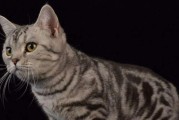 美国短毛猫饲养指南（了解它们的喜好和需求，让你的猫咪快乐健康）