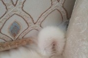 如何正确给萨摩耶清理耳朵？（宠物爱护必知，耳道健康需重视！）