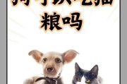 与女生畅谈狗狗（探讨狗狗带给我们的喜悦和温暖，以及与女生分享的交流技巧）