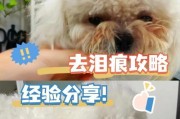 消除狗狗泪痕的5种方法技巧（有效去除狗狗泪痕的小妙招，让你的宠物焕然一新）