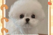 科学喂养比熊犬，让新手家庭养得更放心（养比熊需要注意的关键要点，让你轻松应对新手困惑）