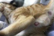 猫咪乱尿问题解决方案（有效解决公猫发情乱尿的方法）