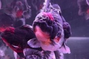 探索金鱼的奇妙世界（了解金鱼的种类、特征与饲养技巧）