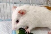 以荷兰猪喂什么吃（荷兰猪饲养的营养需求和饲料选择）