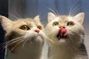探索猫咪成年所需的时间（猫咪成年的关键阶段与发展特征）