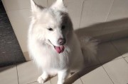 萨摩耶犬的成长过程及预计体型（探索萨摩耶犬成长的关键因素）