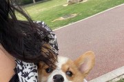 宠物狗喜欢什么颜色？（揭秘狗狗喜欢的颜色心理及影响）