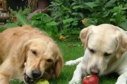 贵宾犬的水果饮食指南（了解贵宾犬可以吃哪些水果，保持其健康与营养均衡）