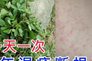 应对狗毛过敏的药膏选择（探索有效缓解狗毛过敏的药膏种类及功效）
