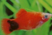 红剑鱼的饲养方法（打造专业红剑鱼水族馆，让您的鱼儿健康茁壮成长！）