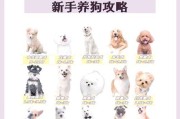 新人养比熊犬注意事项（从零基础到合格比熊爸妈，你需要了解的15个养犬要点）