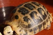 养护欧洲陆龟的技巧（从饲养到健康，让你的爬行宠物生活质量更高）