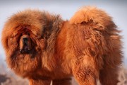 藏獒功勋母獒（母獒的背后，一代代保护者的奉献与付出）
