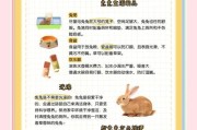 为什么兔子需要绝育？（兔子绝育的好处及注意事项）