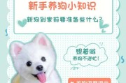 养狗需要准备的东西（新手看过来！准备养狗必备物品大全）