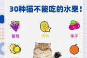 小猫喝什么不会拉肚子？（给小猫选择适合的饮品）