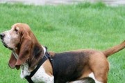 德国长毛指示犬的饲养方法（营养、训练、医疗）