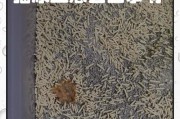 小猫猫瘟引发大便失禁的解决方法（保护小猫肠道健康，预防猫瘟引发的大便失禁问题）