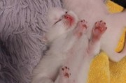 猫咪肉垫很热的原因（探索猫咪肉垫发热的科学原理）