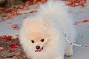 如何正确饲养你的博美犬（一份完整的博美犬饲养指南，从喂养到训练全方位覆盖）