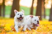 金毛犬咳喘的治疗针剂选择（探索针对金毛犬咳喘的有效治疗方法）
