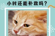 被猫咬伤是否会得狂犬病？（了解猫咬伤后的感染风险及应对方法）