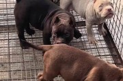 恶霸犬变身温顺宠物的奇妙秘密（揭开恶霸犬爆头谜团，发现改变的关键）