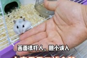 仓鼠咬人的原因及预防措施（为什么仓鼠会咬人？如何避免仓鼠咬人？）