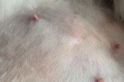 猫咪怀孕期间的注意事项（生产前的准备，让猫咪安心度过怀孕期）