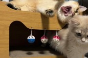 5000块的猫（探寻猫咪的贵族生活，畅享独特的爱与快乐）