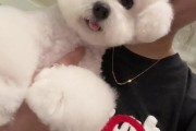 比熊犬的怀孕周期及繁殖特点（探究比熊犬的繁殖周期，为宠物主人提供指导）