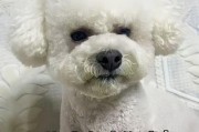 比熊犬常见皮肤病及防治措施（详解比熊犬常见皮肤病种类和预防方法）