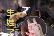 狗的繁殖过程（探索狗的繁殖周期及其影响因素）