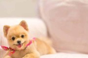 三个月大的博美适合吃哪种狗粮？（营养均衡、易消化是）