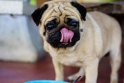 狗狗该如何保护牙齿？（探秘狗狗牙齿健康的秘密与养护）