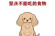 养狗须知（为了宠物健康，牢记养狗禁忌）