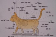 如何正确饲养伯瑞犬（从喂养到训练，营造健康快乐的生活环境）