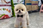探寻博美犬的多彩色系（品味博美犬五彩斑斓的外貌与个性魅力）