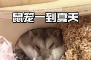 仓鼠炎热不动怎么办？（应对高温天气，保护可爱的仓鼠）