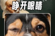 小狗的眼睛奇迹（揭秘小狗眼睛的成长周期及其重要性）