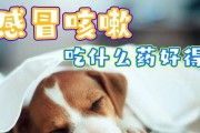 狗狗感冒应该吃什么？（为宠物提供正确的饮食以加速康复）