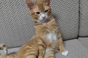 一窝小猫满月了到处乱跑（天真活泼的小猫们在满月后展开惊险冒险）