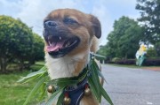 提供狗狗健康成长的理想生活环境（以养犬环境5大标准，为狗狗环境质量）