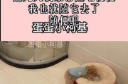 泰迪犬的粑粑频率正常吗？（了解泰迪犬粑粑频率的指导原则和注意事项）