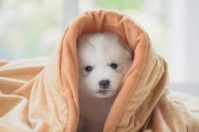 狗狗感冒的症状和注意事项（了解狗狗感冒的常见症状，及时采取正确的护理措施）