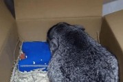龙猫为什么母的贵？（探索龙猫母性的珍贵特质与价值）