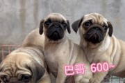 巴哥犬的饲养指南（关爱你的巴哥犬，让它健康快乐）